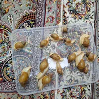 حراج حلزون|خزنده|مشهد, طبرسی شمالی|دیوار