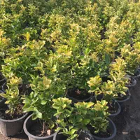 شمشاد طلایی گلدانی سطل ۳/۵ پر فقط ۲۵