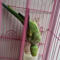 طوطی ملنگو|پرنده|دزفول, |دیوار