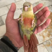 گرینچیک ۳ ماهه ۵ عدد|پرنده|تهران, سلسبیل شمالی|دیوار