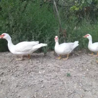 مرغ خروس.اردک روسی . اردک محلی .بوقلمون . غاز