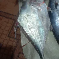 ماهی جش مقوا شیرتازه قبادتازه خاروتازه