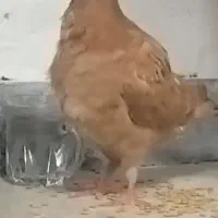 پلاکی