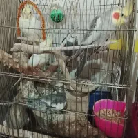 مرغ مینا جوجه قفس و عروس هلندی یک اشپیتس ماده|پرنده|قرچک, مجتمع گلشهر|دیوار