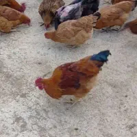فروش مرغ محلی