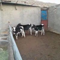 گوساله|حیوانات مزرعه|بیرجند, |دیوار