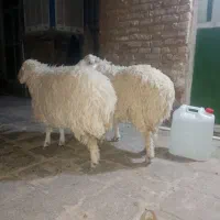 گوشت|حیوانات مزرعه|خاش, |دیوار