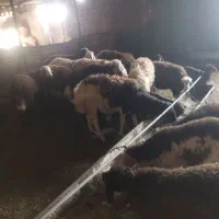 ۹عدد بره قوچی دوتا سفید بقیه عروس کله سفید