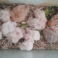 همستر|موش و خرگوش|بهبهان, |دیوار