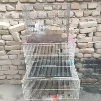 قفس