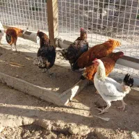 ۹ عدد مرغ خانگی|حیوانات مزرعه|بناب, |دیوار