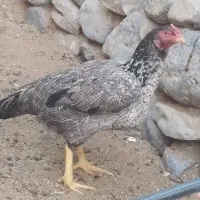 خروس وماکیان|حیوانات مزرعه|سراوان, |دیوار