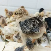 جوجه ۴۵ روزه