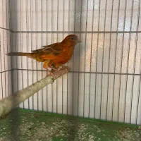 قناری ماده|پرنده|شیراز, پودنک|دیوار