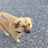 واگذاری سگ ماده میکس اشپیتز ۵ ساله عقیم شده|سگ|آمل, |دیوار