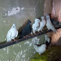 کبوتر بالاگیر|پرنده|کارون, |دیوار