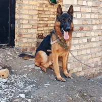 ژرمن شپرد|سگ|تبریز, |دیوار