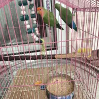 طوطی برزیلی