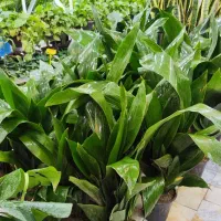 گل آپارتمانی برگ عبایی ابایی سانسوریا پتوس آگلونما|گل و گیاه طبیعی|قم, ولیعصر|دیوار