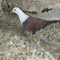 الوند|پرنده|الوند, |دیوار