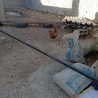 مرغ|حیوانات مزرعه|وحدتیه, |دیوار