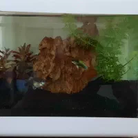 آکواریوم کوچک