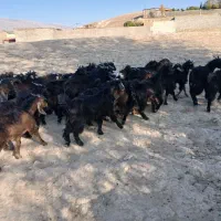 ۳۸ راس بزغاله نر و ماده پروار