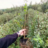 نهال انار واندرفول هسته نرم