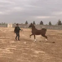 کره اسب عرب|اسب و تجهیزات اسب‌سواری|زنجان, |دیوار