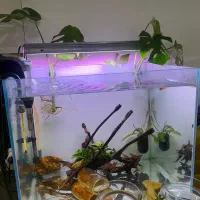 اکواریوم ریملس با لوازم پلنت