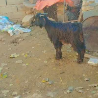 بزغالهداشتی