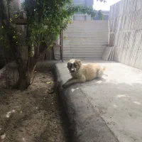 سگ بومی