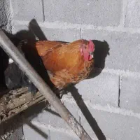 خروس|حیوانات مزرعه|خشکبیجار, |دیوار