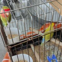 طوطی برزیلی|پرنده|الوند, |دیوار