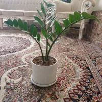 گیاه شفلر|گل و گیاه طبیعی|گلبهار, شهر جدید گلبهار|دیوار