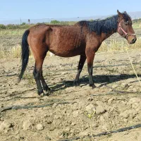 اسب مادیون|اسب و تجهیزات اسبسواری|فریمان, |دیوار