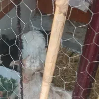 دوتا بزغاله سه ماه