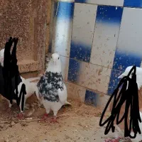 فروش طوقی عقیلی.|پرنده|شوشتر, |دیوار