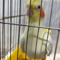 یک جفت عروس هلندی مولد|پرنده|بروجرد, |دیوار