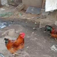 خروس بالغ