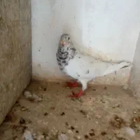 کبوتر|پرنده|تربتحیدریه, سرمحله|دیوار