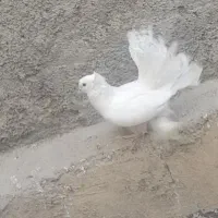 کبوتر دم‌چتری|پرنده|قدس, شهر‌قدس|دیوار