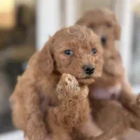 فروش توله دو ماهه ، پودل اصل