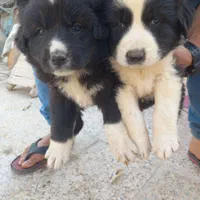 واگذاری چندغلاده تولسگ قدرجونی وسراب اصل