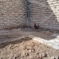 مرغ گلین|حیوانات مزرعه|شیروان (خراسان), |دیوار