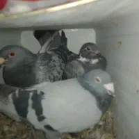 کفتر سبز پولکی