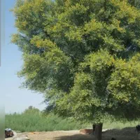 درخت چش