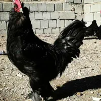 تخممرغ نطفهدار مرندی و پلیموت راک|حیوانات مزرعه|تهران, افسریه شمالی|دیوار