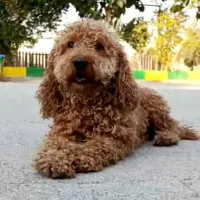 پودل توی  نر‌ رد فوق کیفیت