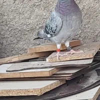 کبوتر گرفتنی پلاکی ماده معاوضه با کفتر معمولی|پرنده|قم, ولیعصر|دیوار